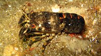 070 Petite cigale (Scyllarus arctus)